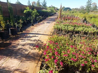 The Rusty Garden Barrow Nursery