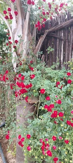 Plants And Cement Pots Cheap ::: Nursery