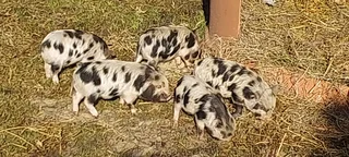 Kolbroek piglets R300