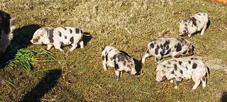 Kolbroek piglets R300