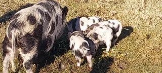 Kolbroek piglets R300
