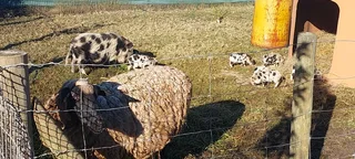 Kolbroek piglets R300