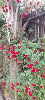 Plants At Great Prices ::: Nursery