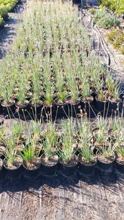 Compost R25 per 30dm3 bag ::: Nursery