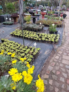 Compost R25 per 30dm3 bag ::: Nursery