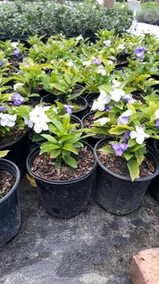 Compost R25 per 30dm3 bag ::: Nursery