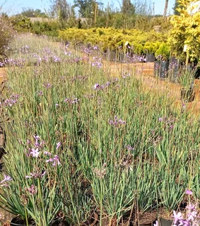 Compost R25 per 30dm3 bag ::: Nursery