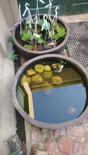 Birdbaths ::: Nursery