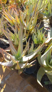 Plants at GREAT PRICES ::: Nursery