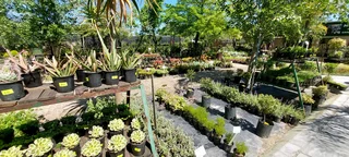 Plants at GREAT PRICES ::: Nursery