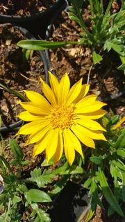 Gazania Special R18 In 15cm Growing Pots ::: Nursery