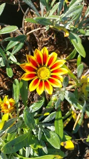 Gazania Special R18 In 15cm Growing Pots ::: Nursery