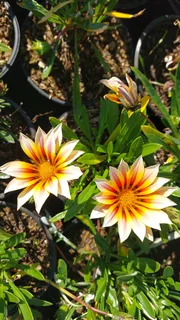 Gazania SPECIAL R18 in 15cm growing pots ::: Nursery
