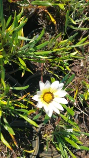 Gazania SPECIAL R18 in 15cm growing pots ::: Nursery