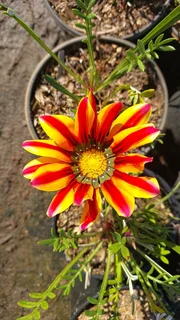 Gazania SPECIAL R18 in 15cm growing pots ::: Nursery