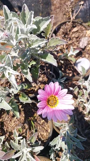 Gazania SPECIAL R18 in 15cm growing pots ::: Nursery