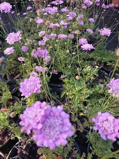 The Rusty Garden Barrow Nursery