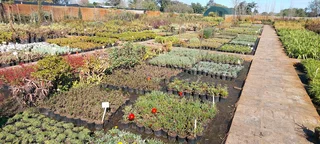 Plants sold cheaply ::: Nursery