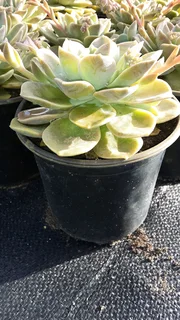 Plants sold cheaply ::: Nursery