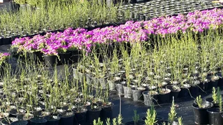 Plants sold cheaply ::: Nursery