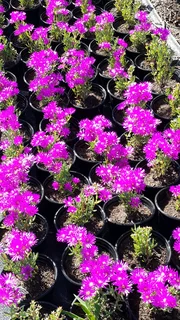 Plants sold cheaply ::: Nursery