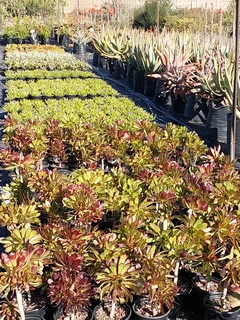 Plants sold cheaply ::: Nursery