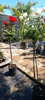 Plants sold cheaply ::: Nursery