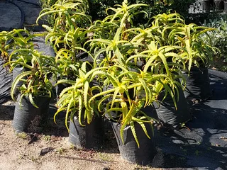 Compost R26 per 30dm3 bag ::: Nursery