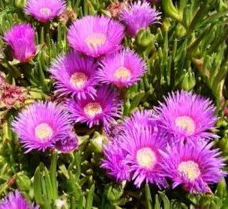 Compost R26 per 30dm3 bag ::: Nursery