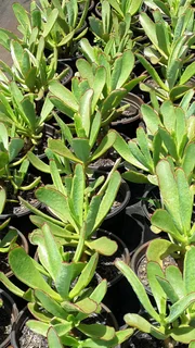 Compost R26 per 30dm3 bag ::: Nursery