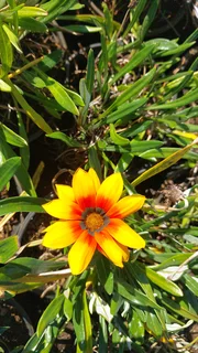 Gazania SPECIAL R18 in 15cm growing pots ::: Nursery
