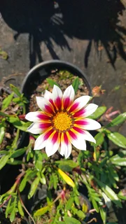 Gazania SPECIAL R18 in 15cm growing pots ::: Nursery