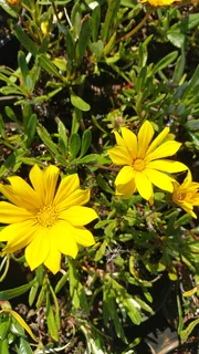 Gazania SPECIAL R18 in 15cm growing pots ::: Nursery