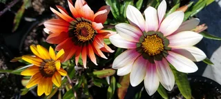 Gazania SPECIAL R18 in 15cm growing pots ::: Nursery