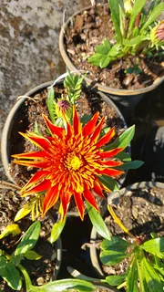 Gazania SPECIAL R18 in 15cm growing pots ::: Nursery