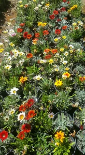 Gazania SPECIAL R18 in 15cm growing pots ::: Nursery