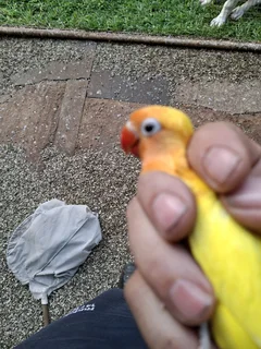 Lovebirds, different colours and mutations from R100