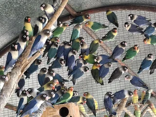 Lovebirds, different colours and mutations from R100