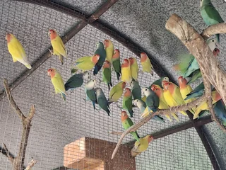 Lovebirds, different colours and mutations from R100