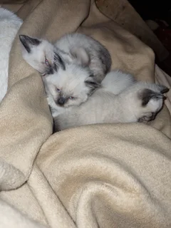 Ragdoll Siamese Kittens