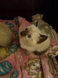 Ragdoll Siamese Kitten Female