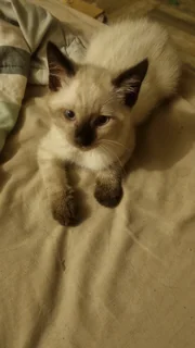 Ragdoll Siamese Kitten Female