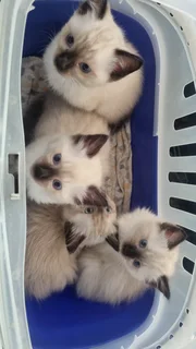 Siamese Kittens