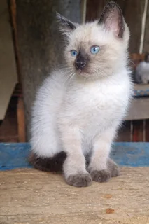 Ragdoll Siamese Kitten Female