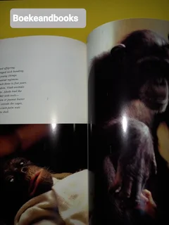 The Great Apes - Between Two Worlds - National Geographic Society.