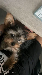 Yorkshire terrier terrier pups for sale