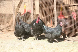 Laying-Hen Special