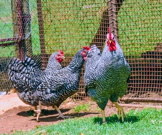 Koekoek Ready-to-Lay Chickens