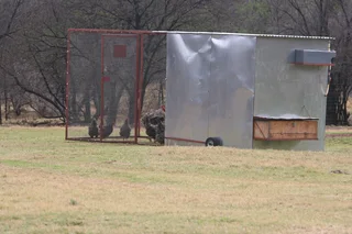 Koekoek Ready-to-Lay Chickens