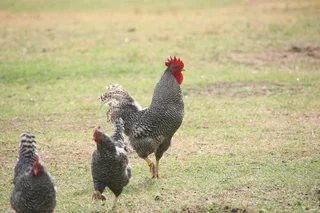 Koekoek Ready-to-Lay Chickens